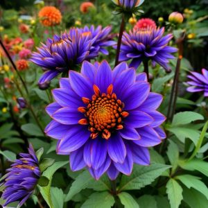 Георгин Лазурит купить по цене от 799р. в интернет-магазине «Посадика» с доставкой почтой в в Москве и по всей России – [изображение №1].